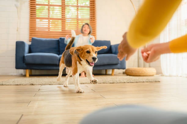 Si la expareja no llega a un acuerdo, un juez familiar determinará la custodia de las mascotas, evaluando la capacidad de cada parte para proporcionar un entorno adecuado y seguro.