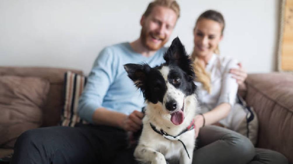 Proponen en México la 'ley con quién se queda el perro' 