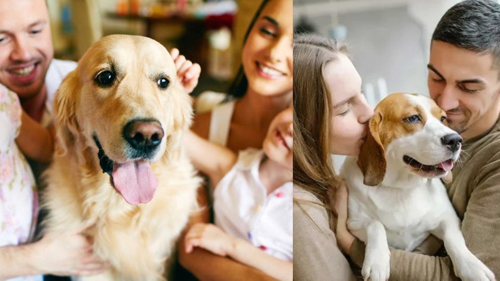 Perritos con sus dueños