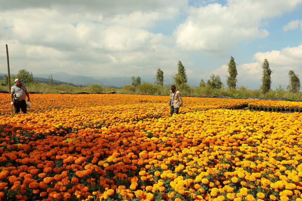 La venta de flores dejará una derrama de más de 70 millones de pesos.