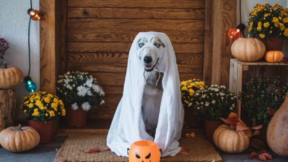 Los clásicos en halloween no pueden faltar como los fantasmas. 