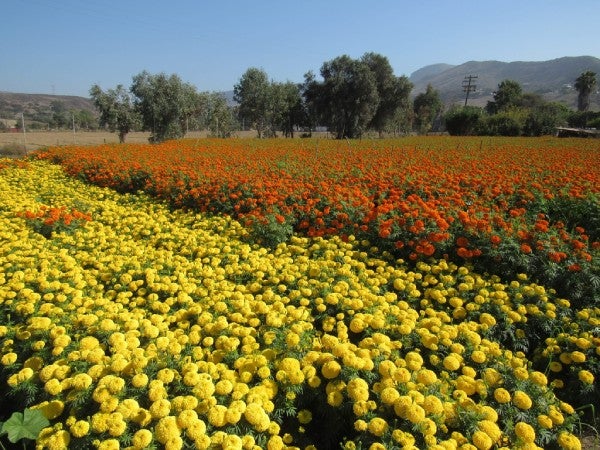 Existen varios tipos de flores de cempasúchil en la CDMX.