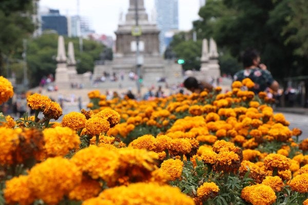 Flores de Cempasúchil en Reforma