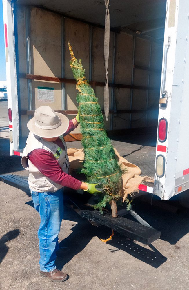 Los árboles de Navidad tienen que estar sanos para poder venderlos.