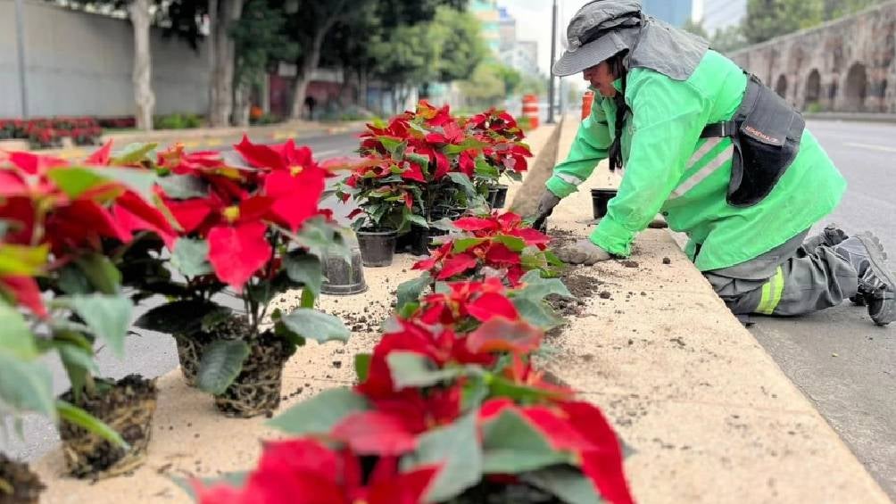 El año pasado las principales calles de la CDMX se llenaron 220 mil nochebuenas. 