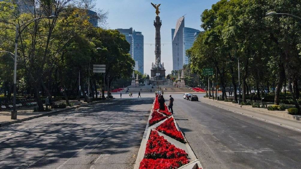 Paseo de la Reforma se está decorando con nochebuenas para celebrar la temporada navideña.