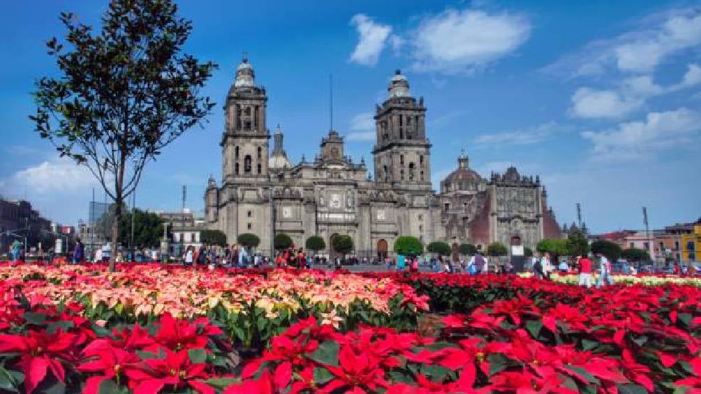 Las nochebuenas, conocidas como "cuetlaxochitl" en náhuatl, son flores emblemáticas de la Navidad originarias de México. 