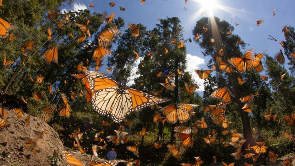 La Mariposa Monarca llega a México 