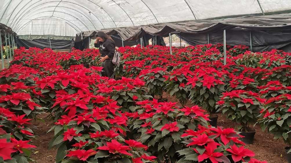 El recorrido también incluye una parada en una chinampa de flor de nochebuena. 