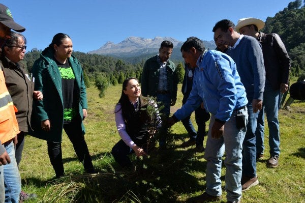 El adquirir tu pino natural ayuda al medio ambiente