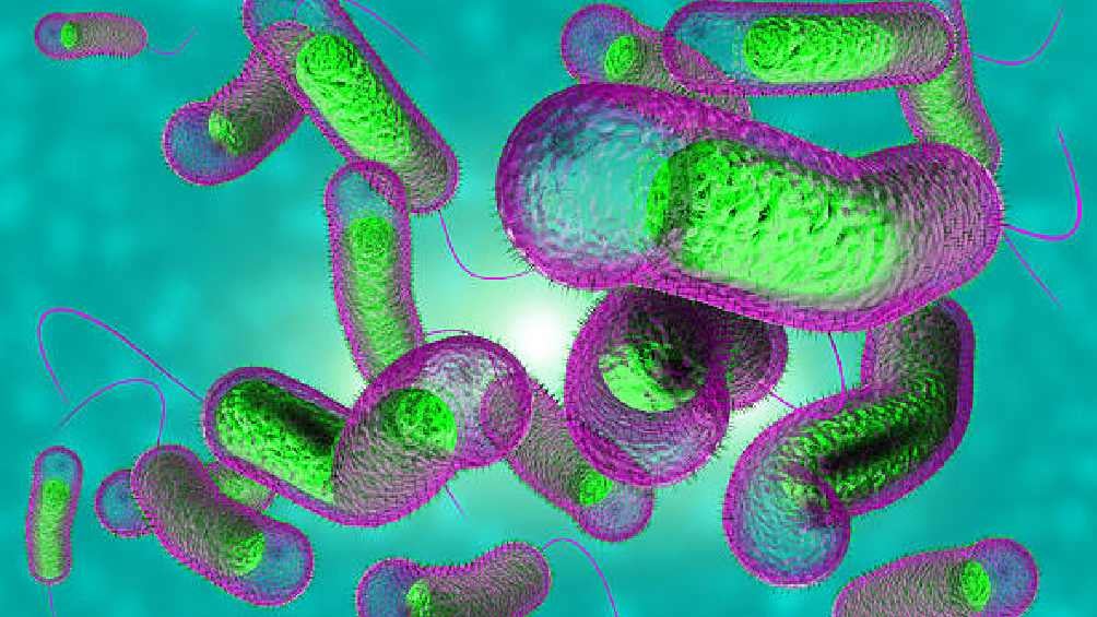 La bacteria Klebsiella oxytoca ataca principalmente a niños. 