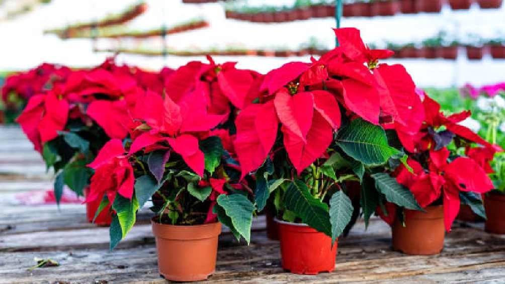 Los flores de nochebuenas son toda una tradición de las fiestas decembrinas. 