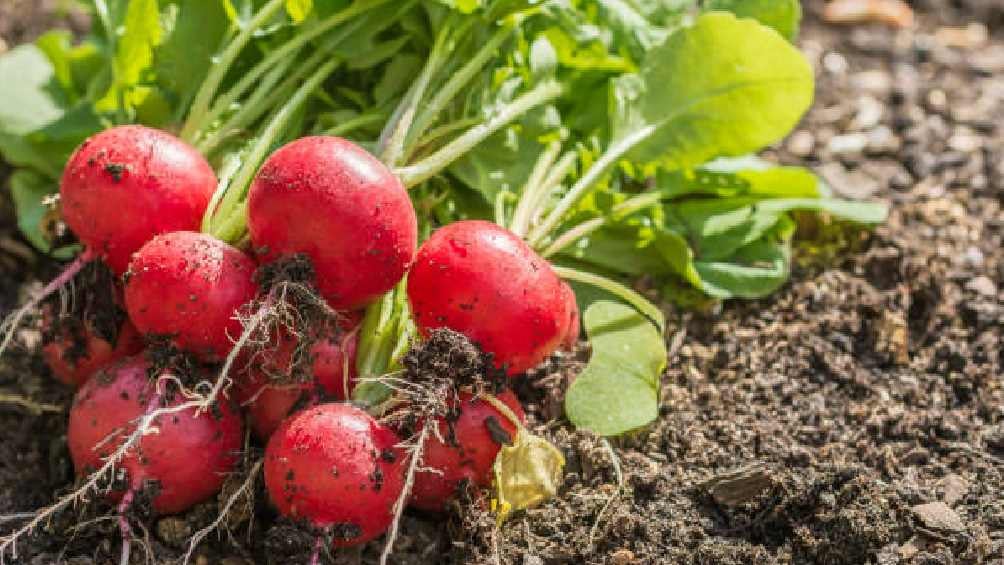 Las tierras contaminadas es la principal razón de la presencia de Cadmio en los alimentos. 