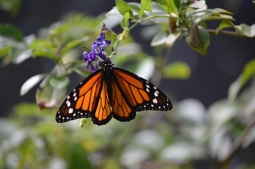 La mariposa monarca se encuentra amenazada por el cambio climático.