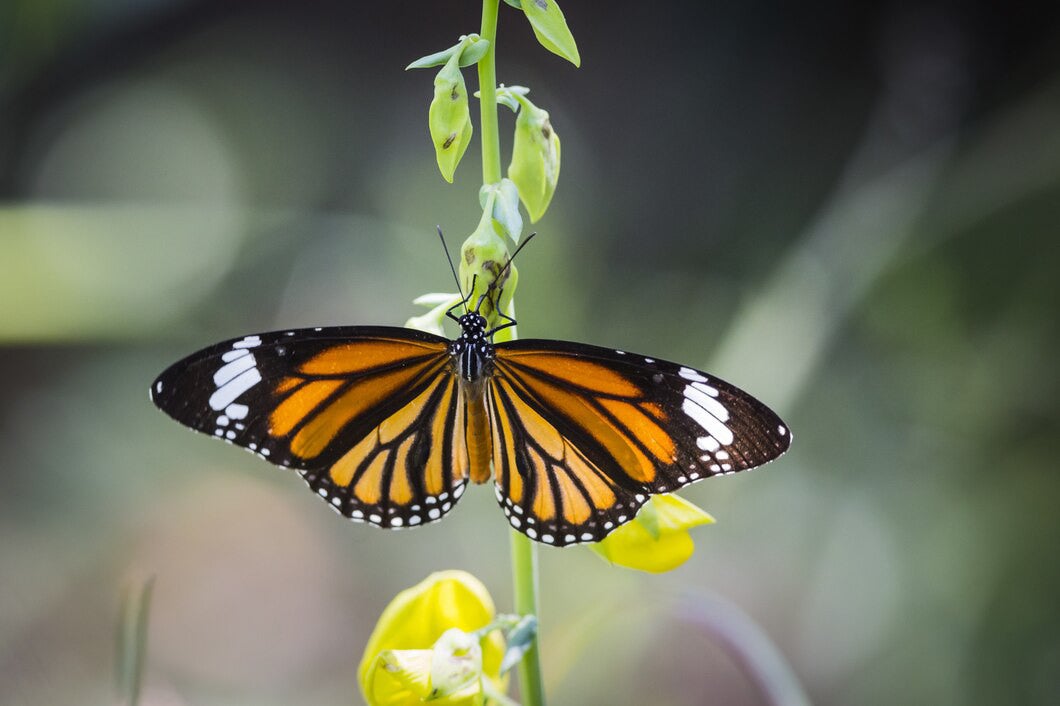 Cada año la mariposa emigra de Canadá para evitar el invierno.