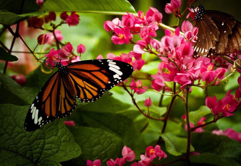 Las leyes protegerían a la mariposa monarca hasta el otro año.