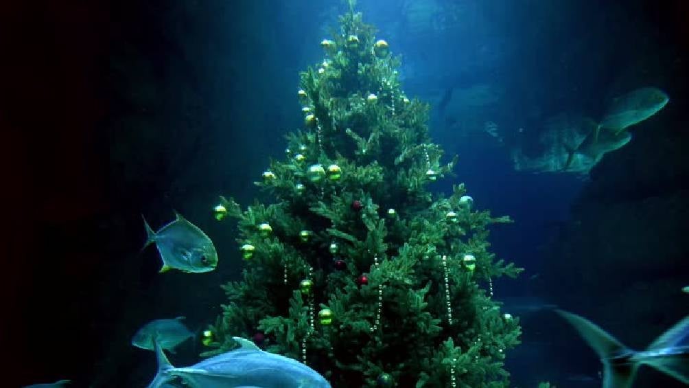 El Acuario Inbursa se complace en presentar "Cuento de Navidad bajo el mar".