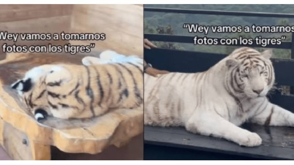 Tigres y pumas presuntamente drogados exhibidos en reserva turística de Jalisco