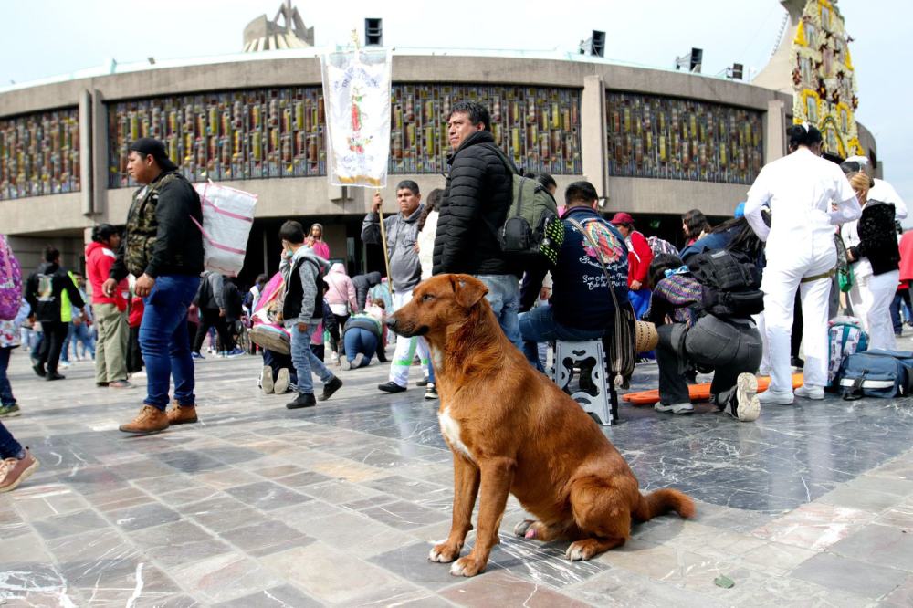 El año pasado más de 600 perritos quedaron abandonados en la Basílica.