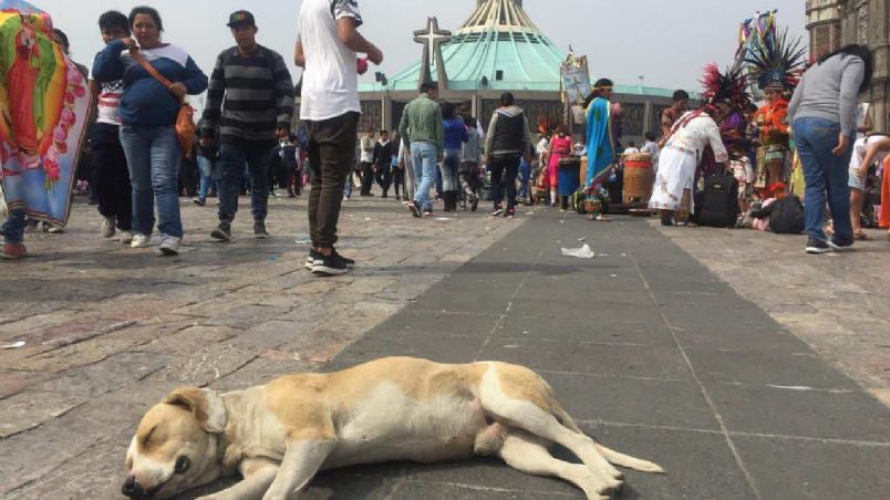 Los animales se han convertido en un problema que se debe de atender.