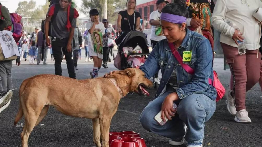 Cada año, muchos peregrinos llevan a sus perros a la Basílica de Guadalupe, pero al terminar el peregrinaje, muchos de estos animales son abandonados.