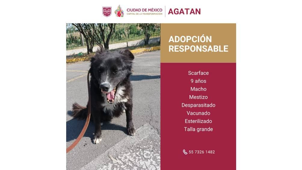 Los perros disponibles para adopción son machos, tienen entre 2 y 9 años de edad