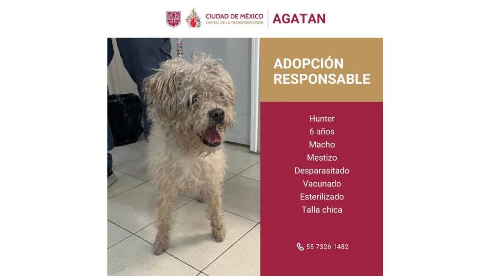 Los interesados en adoptar un animal deben contactar a la Agencia de Atención Animal para formalizar su solicitud.