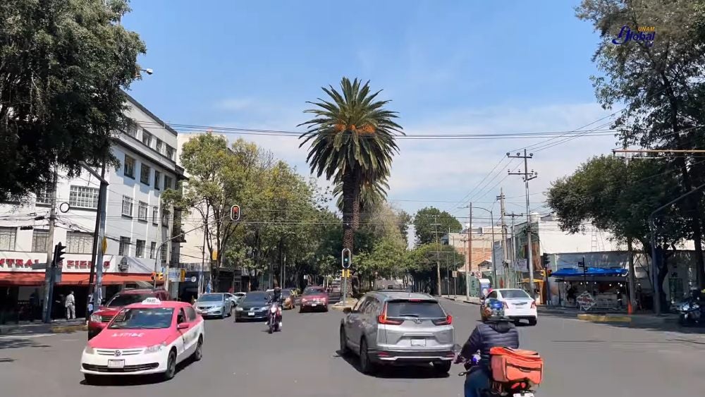 Las palmeras canarias se están muriendo por causa de un hongo.