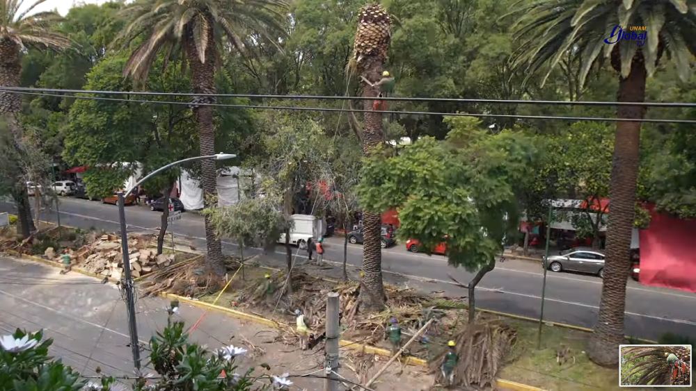 Las plantas fueron colocadas en diferentes colonias.