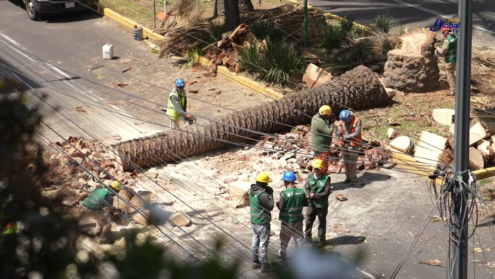 Las palmeras deben de ser cortadas para eliminar el hongo que las afectan.