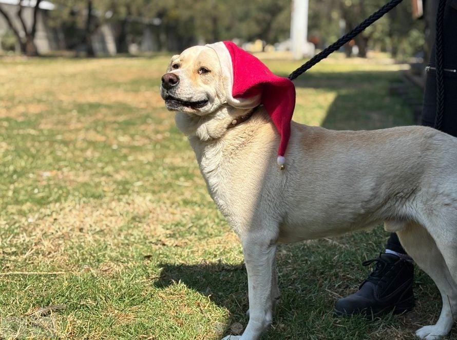 Los perritos estarán en el Museo del Metro entregando las cartas.