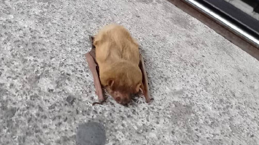 ¡Increíble! Hallan un murciélago en el Metro Boulevard Puerto Aéreo