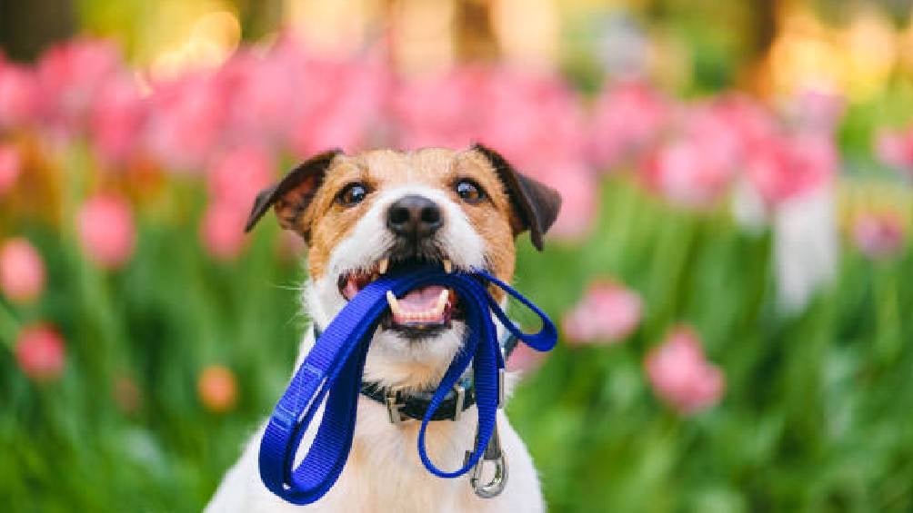 ¿Quieres saber cómo pagar multas vehiculares paseando perritos? ¡Aquí te lo contamos! 