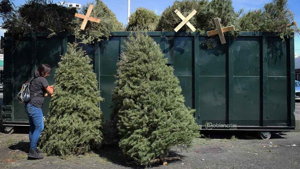 Pinos de navidad, ¿Dónde reciclarlos?