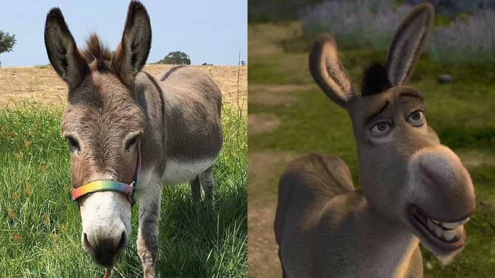 Murió ‘Perry’, el burro que inspiró personaje en la película de Shrek 