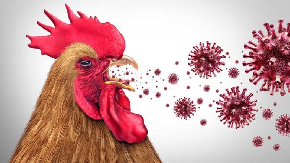 Japón sacrifica alrededor de 50,000 pollos debido a un brote de gripe aviar