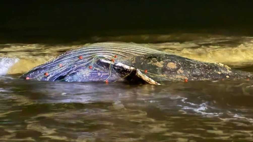 Ballena jorobada es encontrada muerta en playas de Mazatlán