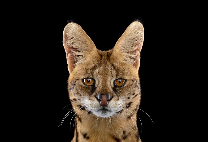 El serval es una especie de mamífero carnívoro, única especie de su genero y esta en peligro de extinción