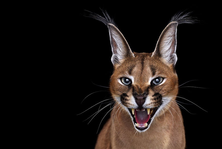 Caracal, posee una aguda vista y oído muy afinado debido a sus largas orejas puntiagudas