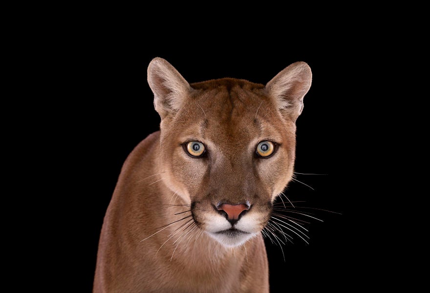 El león de montaña o puma, llega a alcanzar una velocidad de 55 km/h