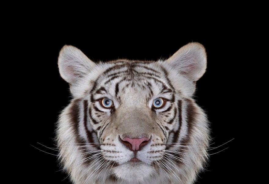 Tigre blanco, su color se debe a una condición genética