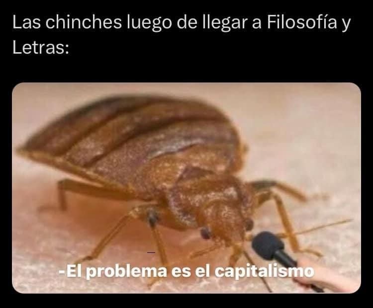 Diviértete con los mejores memes de la invasión de chinches en la UNAM