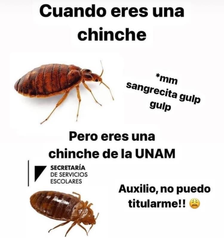 Diviértete con los mejores memes de la invasión de chinches en la UNAM