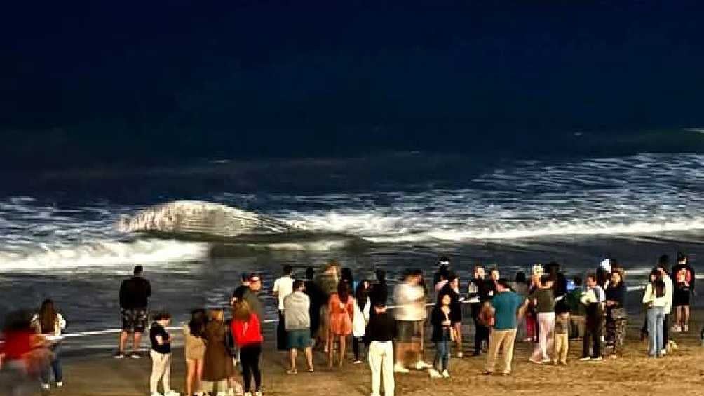 Turistas y curiosos se acercaron para ver a la ballena muerta/X