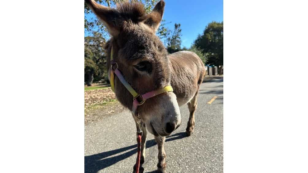 Perry tenía 30 años, pero padecía una enfermedad irreversible/IG: @bpdonkeys