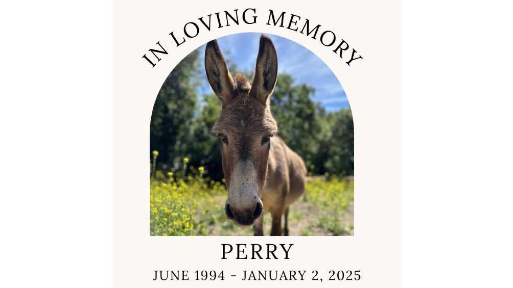 Mediante redes sociales se informó la triste noticia de la muerte de Perry/IG: @bpdonkeys