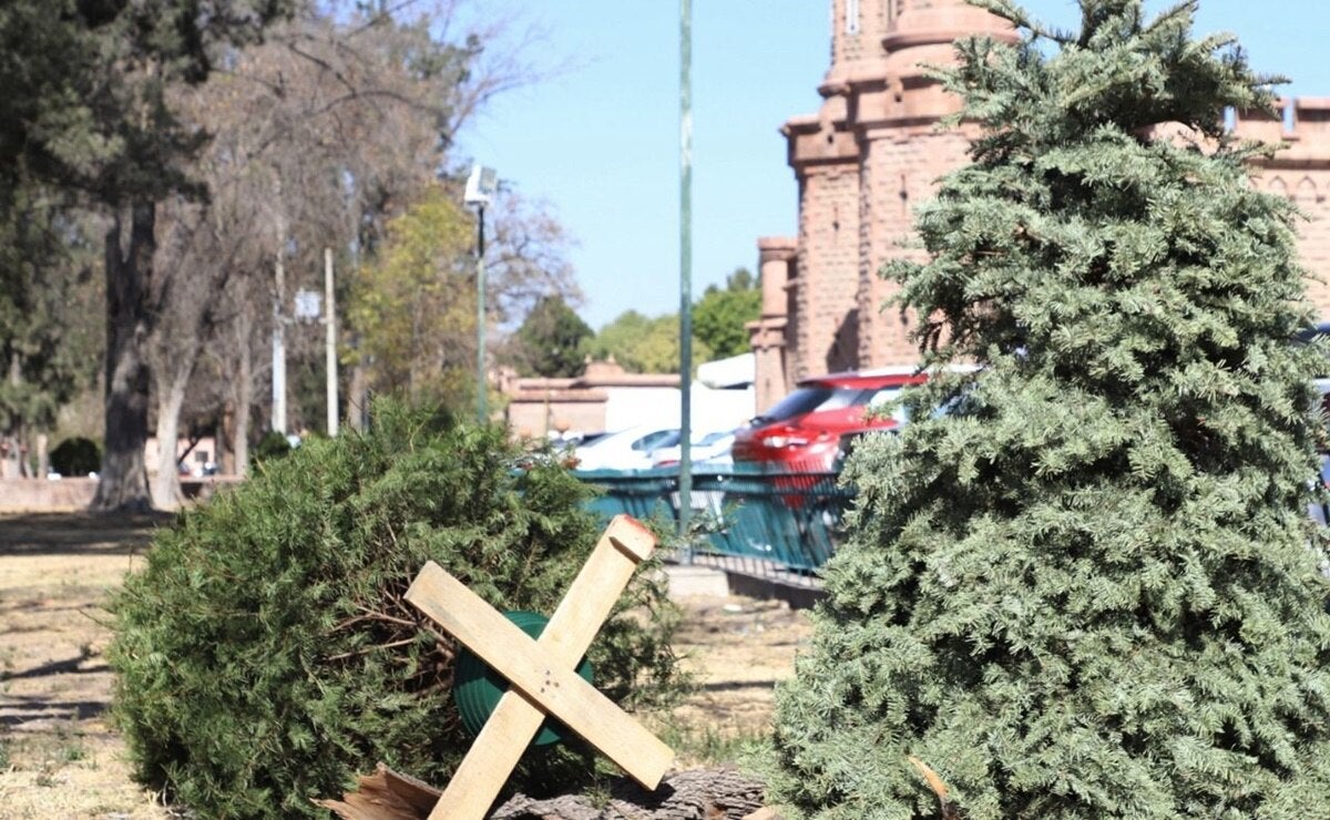 Pinos de navidad ¿Dónde reciclarlos?