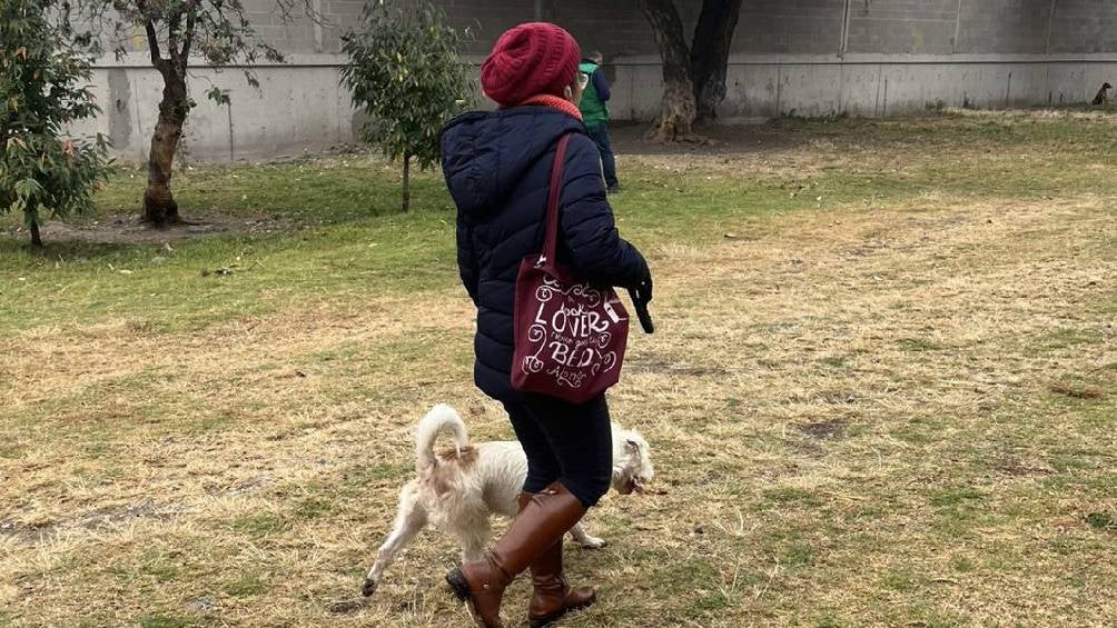 Si tienes multas y te gustan los perritos ya podrás pagar tu sanción paseando lomitos. | Justicia Cívica 