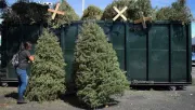 Pinos de navidad, ¿Dónde reciclarlos?