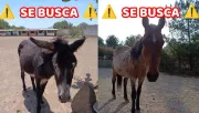 ¡Se buscan! Roban burros y caballos del santuario ‘Burrolandia’, en el EDOMEX